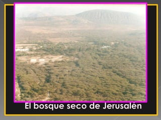 El bosque seco de Jerusalén