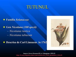 T UTUNUL   Familia  Solanaceae Gen   Nicotiana ( 100 speci i )   Nicotiana rustica Nicotiana tabacum Descri sa   de  Carl Linnaeus  in 1762 Source: Favre-Trosson JP, Le Tabagisme, 1993,33 http://fr.encyclopedia.yahoo.com/articles/cl/cl_2224_p0.html#cl_2224 .25 
