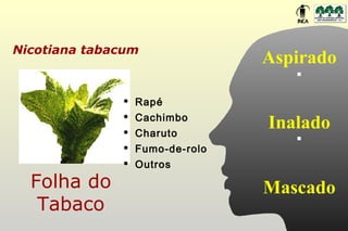 Nicotiana tabacum
                                 Aspirado

                 Rapé
                  Cachimbo
                                 Inalado
              

                 Charuto
                 Fumo-de-rolo
                 Outros
  Folha do                       Mascado
   Tabaco
 
