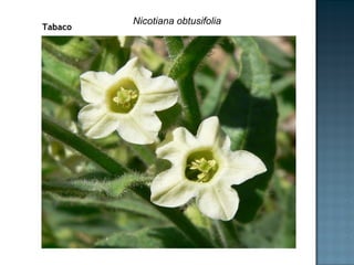 Tabaco  Nicotiana obtusifolia 