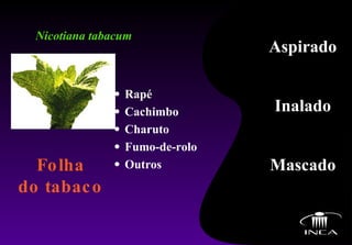 Nicotiana tabacum Rapé Cachimbo Charuto Fumo-de-rolo Outros Folha do tabaco Aspirado Inalado Mascado 