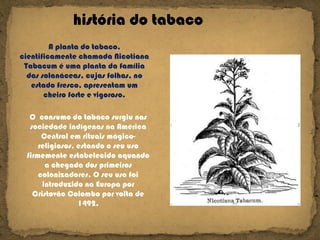 história do tabaco A planta do tabaco, cientificamente chamada Nicotiana Tabacum é uma planta da família das solanáceas, cujas folhas, no estado fresco, apresentam um cheiro forte e vigoroso. O  consumo do tabaco surgiu nas sociedade indígenas na América Central em rituais mágico-religiosos, estando o seu uso firmemente estabelecido aquando a chegada dos primeiros colonizadores. O seu uso foi introduzido na Europa por Cristovão Colombo por volta de 1492. 