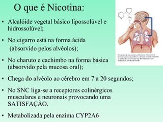 O que é Nicotina:
• Alcalóide vegetal básico lipossolúvel e
hidrossolúvel;
• No cigarro está na forma ácida
(absorvido pelos alvéolos);
• No charuto e cachimbo na forma básica
(absorvido pela mucosa oral);
• Chega do alvéolo ao cérebro em 7 a 20 segundos;
• No SNC liga-se a receptores colinérgicos
musculares e neuronais provocando uma
SATISFAÇÃO.
• Metabolizada pela enzima CYP2A6.
 