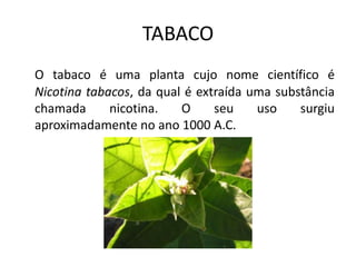 TABACO
O tabaco é uma planta cujo nome científico é
Nicotina tabacos, da qual é extraída uma substância
chamada nicotina. O seu uso surgiu
aproximadamente no ano 1000 A.C.
 