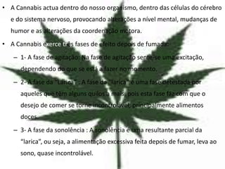 • A Cannabis actua dentro do nosso organismo, dentro das células do cérebro
  e do sistema nervoso, provocando alterações a nível mental, mudanças de
  humor e as alterações da coordenação motora.
• A Cannabis exerce três fases de efeito depois de fumada:
   – 1- A fase de agitação: Na fase de agitação sente-se uma excitação,
      dependendo do que se está a fazer no momento.
   – 2- A fase da “Larica” : A fase da “larica” é uma fase detestada por
      aqueles que têm alguns quilos a mais, pois esta fase faz com que o
      desejo de comer se torne incontrolável, principalmente alimentos
      doces.
   – 3- A fase da sonolência : A sonolência é uma resultante parcial da
      “larica”, ou seja, a alimentação excessiva feita depois de fumar, leva ao
      sono, quase incontrolável.
 