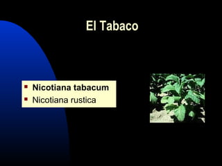  Nicotiana tabacum
 Nicotiana rustica
El Tabaco
 