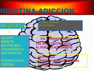 NICOTINA-ADICCIONCircuitos cerebrales de recompensaNICOTINAACCIONDIRECTARECEPTORESCOLINERGICOSNICOTINICOSESTIMULACIONCENTRALVIA DOPAMINERGICADEL AREA TEGUMENTALAL NUCLEO ACCUMBENSDOPAMINATAMBIEN NORADRENALINAY SEROTONINA