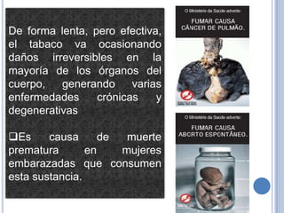 De forma lenta, pero efectiva,
el tabaco va ocasionando
daños irreversibles en la
mayoría de los órganos del
cuerpo,   generando     varias
enfermedades     crónicas    y
degenerativas

Es     causa      de  muerte
prematura       en    mujeres
embarazadas que consumen
esta sustancia.
 