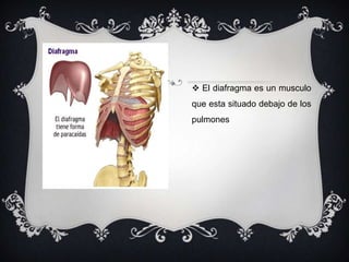  El diafragma es un musculo
que esta situado debajo de los
pulmones
 