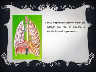  La inspiración permite tomar del
exterior aire rico en oxigeno e
introducirlo en los pulmones.
 