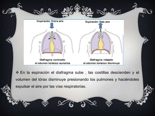  En la espiración el diafragma sube , las costillas descienden y el
volumen del tórax disminuye presionando los pulmones y haciéndoles
expulsar el aire por las vías respiratorias.
 