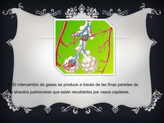  El intercambio de gases se produce a través de las finas paredes de
los alveolos pulmonares que están recubiertos por vasos capilares.
 