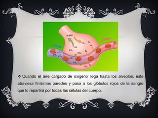  Cuando el aire cargado de oxigeno llega hasta los alveolos, este
atraviesa finísimas paredes y pasa a los glóbulos rojos de la sangre
que lo repartirá por todas las células del cuerpo.
 