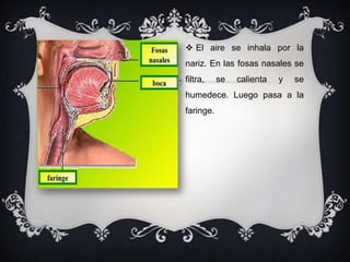  El aire se inhala por la
nariz. En las fosas nasales se
filtra,    se   calienta   y   se
humedece. Luego pasa a la
faringe.
 