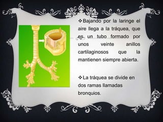 Bajando por la laringe el
aire llega a la tráquea, que
es un tubo formado por
unos      veinte     anillos
cartilaginosos     que     la
mantienen siempre abierta.


La tráquea se divide en
dos ramas llamadas
bronquios.
 