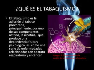 ¿QUÉ ES EL TABAQUISMO?
• El tabaquismo es la
adicción al tabaco
provocada,
principalmente, por uno
de sus componentes
activos, la nicotina, que
produce una
dependencia física y
psicológica, así como una
serie de enfermedades
relacionadas con aparato
respiratorio y el cáncer. Imagen 1. Esquema sobre la
acción de la nicotina en el cerebro
 