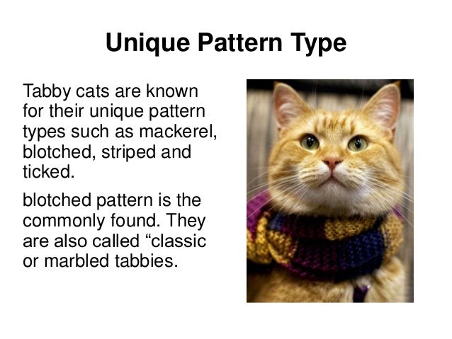 facts about tabby cats