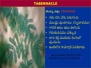 8/3/2021 Email: goodnews4_u@hotmail.com 36
TABERNACLE
తుమమ చెట్ట
ు (Accacia)
• నీరు లేని చోట పెరుగును
• ముుండు
ల వుుంటాయి. (స్ేభావము)
• గాలిి అట్ట ఇట్ట ఊగును
• గరుకుద్నము ఎకుకవ
• దాని కర
ీ ముదురు రుంగులో
వుుండును
• ఇుంటిలోని స్వమాగ్న
ీ ి ప్నిిరాదు
• (ఎకుకవ అడవిలో పెరుగును. గాలిి
ప్డిపోవును.కారిాచుాలో కాలిపోవును )
 