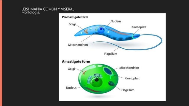 Tabla comparativa Parásitos Protozoarios y Helmintos | PPTX