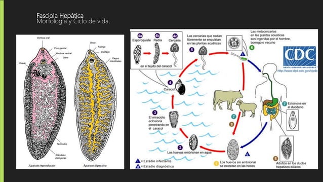 Tabla comparativa Parásitos Protozoarios y Helmintos | PPTX