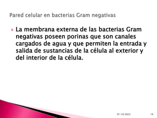01/10/2023 10
 La membrana externa de las bacterias Gram
negativas poseen porinas que son canales
cargados de agua y que permiten la entrada y
salida de sustancias de la célula al exterior y
del interior de la célula.
 