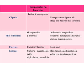 Componentes No
Esenciales
Cápsula
Polisacárido capsular
Protege contra fagocitosis
Hace a la bacteria más virulenta
Pilis o fimbrias
Glicoproteína
( fimbrina)
Adherencia a superficies
celulares; adherencia a bacterias
durante la conjugación.
Flagelos Proteína(Flagelina) Motilidad
Esporas Cubierta queratinoide,
ácido
dipicolínico mas calcio
Resistencia a deshidratación,
calor y sustancias químicas.
 