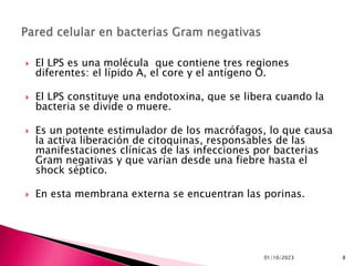 01/10/2023 8
 El LPS es una molécula que contiene tres regiones
diferentes: el lípido A, el core y el antígeno O.
 El LPS constituye una endotoxina, que se libera cuando la
bacteria se divide o muere.
 Es un potente estimulador de los macrófagos, lo que causa
la activa liberación de citoquinas, responsables de las
manifestaciones clínicas de las infecciones por bacterias
Gram negativas y que varían desde una fiebre hasta el
shock séptico.
 En esta membrana externa se encuentran las porinas.
 