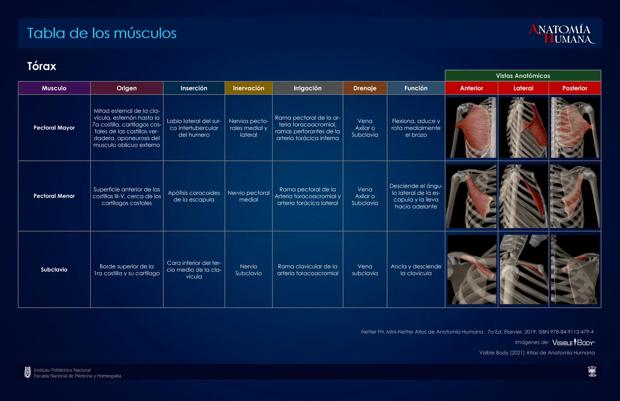 TABLA_DE_LOS_MUSCULOS_MIEMBRO_SUPERIOR.pdf