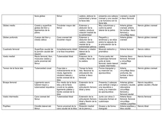 facia glútea             fémur                     cadera, abduce la        presenta una cabeza      craneal y caudal
                                                                             extremidad y tensa       craneal y una caudal     e iliaco femoral
                                                                             la facia lata            y se funciona con la
                                                                                                      facia lata
Glúteo medio              Cresta y superficie      Trocánter mayor del       Extensor y               Muy voluminoso y         Arteria glútea        Nervio glúteo craneal
                          glútea del ilion y       fémur                     abductor de la           cubre la pared           craneal, arteria
                          ligamentos de la                                   cadera, produce          lateral de la pelvis     ilio lumbar, iliaco
                          pelvis                                             rotación medial de                                femoral y
                                                                             la extremidad                                     circunfleja iliaca
Glúteo profundo           Cuerpo del ilion y       Cara craneal del          Extensor y               Pequeño y                Arteria glúteo        Nervio glúteo craneal
                          cresta ciática           trocánter mayor           abductor de la           tendinoso y se sitúa     craneal
                                                                             cadera, rotación         sobre la capsula de
                                                                             medial de la             la articulación de la
                                                                             extremidad pélvica       cadera
Cuadrado femoral          Superficie caudal de     Inmediatamente distal     Extensor y rotador       Musculo estrecho y       Arteria femoral       Nervio ciático
                          la porción caudal del    o la fosa trocantera      lateral de la            prismático
                          isquion                                            cadera
Vasto medial              Recto femoral, ilion,    Tuberosidad tibial        Extensor de la           Forma parte del          Arterias iliaco       Nervio femoral
                          músculos vastos y                                  rodilla y flexor de      cuádriceps femoral       femoral, femoral
                          parte proximal del                                 la cadera                junto al recto           y circunfleja
                          fémur                                                                       femoral, basto lateral   ,medial
                                                                                                      y basto intermedio
Tensor de la facia lata   Tuberosidad coxal        Fosa lata o               Tensar la facia          Forma triangular y       Arteria               Nervio glúteo craneal
                                                   indirectamente en la      lata, flexionar la       su inserción es          circunfleja iliaca
                                                   rotula, ligamento         articulación ilio        aponeurótica             profunda, ilio
                                                   rotuliano lateral y       lumbar e iliaco                                   lumbar e iliaco
                                                   borde craneal de la       femoral                                           femoral
                                                   tibia
Bíceps femoral            Ligamento sacro          Por medio de la facia     Extensión de la          Presenta 2 cabezas       Arterias glúteo       Nervio isquiático,
                          tuberal mayor y          lata y de la facia        cadera,                  una vertical o larga y   craneal y caudal,     glúteo caudal y fibular
                          tuberosidad isquiática   crural en la paleta,      articulación femoro      una isquiática o         obturadora
                                                   ligamento paletar y       tibial y tarso           corta y su inserción     circunfleja
                                                   borde craneal de la                                es aponeurótica          femoral y
                                                   tibia                                                                       femoral caudal
Vasto intermedio          Cara craneal del         Tuberosidad tibial        Extensión de la          Junto con otros 3        Arteria iliaca        Nervio femoral
                          fémur                                              articulación femoro      músculos forman el       femoral, femoral
                                                                             tibial y flexión de la   cuádriceps               circunfleja
                                                                             cadera                                            medial y poplítea
Poplíteo                  Cóndilo lateral del      Tercio proximal de la     Rotación medial          Grueso y de forma        Arteria poplítea y    Nervio tibial
                          fémur                    cara caudal de la tibia   de la pierna y           triangular               tibia caudal
 