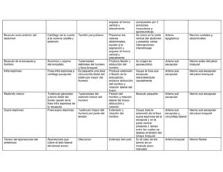 arquear el tronco      compuestas por 2
                                                                                ventral y              porciones:
                                                                                lateralmente           musculares y
                                                                                                       aponeuróticas
Musculo recto anterior del   Cartílago de la cuarta   Tendón pre pubiano        Presionar las          Se única en la parte    Arteria               Nervios costales y
abdomen                      a la novena costilla y                             viseras                ventral del abdomen     epigástrica           abdominales
                             esternón                                           abdominales,           y presenta varias
                                                                                ayudar a la            intercepciones
                                                                                espiración y           intendinosas
                                                                                arquear el tronco
                                                                                ventral y
                                                                                lateralmente
Musculo de la escapula y     Acromion y espina        Tuberosidad               Produce flexión y      Su origen es            Arteria sub           Nervio axilar del plexo
hombro                       del omoplato             deltoidea del humero      abducción del          aponeurótico            escapular             braquial
                                                      y facia braquial          hombro
Infra espinoso               Fosa infra espinosa y    Es pequeña una área       Produce extensión      Ocupa la fosa sub       Arteria sub           Nervio sub escapular
                             cartílago escapular      circunscrita distal del   o flexión de la        escapular               escapular             del plexo branquial
                                                      tubérculo mayor del       articulación,          redondeándola
                                                      humero                    produce abducción      caudalmente
                                                                                del hombro y
                                                                                rotación lateral del
                                                                                brazo
Redondo menor                Tubérculo glenoideo      Tuberosidad del           Flexión del            Musculo pequeño         Arteria sub           Nervio sub escapular
                             y tercio distal del      redondo menor del         hombro y rotación                              escapular
                             borde caudal de la       humero                    lateral del brazo,
                             fosa infra espinosa de                             abducción y
                             la escapula                                        rotación
Supra espinoso               Fosa supra espinosa      Tubérculo mayor del       Extensión y            Ocupa toda la           Arteria sub           Nervio sub escapular
                                                      humero por parte del      rotación del           extensión de la fosa    escapular y           del plexo braquial
                                                      tendón                    hombro                 supra espinosa de la    circunflejo lateral
                                                                                                       escapula y en la
                                                                                                       parte ventral
                                                                                                       presenta 2 ramas
                                                                                                       entre las cuales se
                                                                                                       desliza el tendón del
                                                                                                       bíceps braquial
Tensor del aponeurosis del   Aponeurosis que          Olecranon                 Extensor del codo      En el caso de los       Arteria braquial      Nervio Radial
antebrazo                    cubre el lado lateral                                                     perros es un
                             del dorsal ancho                                                          musculo poco
                                                                                                       marcado
 