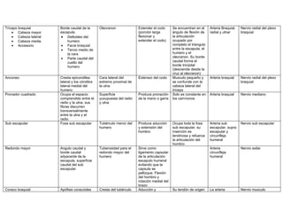 Tríceps braquial       Borde caudal de la       Olecranon              Extender el codo      Se encuentran en el     Arteria Braquial,   Nervio radial del plexo
    • Cabeza mayor     escapula.                                       (porción larga        ángulo de flexión de    radial y ulnar      braquial
    • Cabeza lateral   • Deltoides del                                 flexionar y           la articulación
    • Cabeza media         humero                                      extender el codo)     ocupado por
    • Accesorio        • Facia braquial                                                      completo el triangulo
                       • Tercio medio de                                                     entre la escapula, el
                           la cara                                                           humero y el
                       • Parte caudal del                                                    olecranon. Su borde
                           cuello del                                                        caudal forma el
                           humero                                                            borde tricípital
                                                                                             (desciende desde la
                                                                                             cruz al olecranon)
Anconeo                Cresta epicondilea       Cara lateral del       Extensor del codo     Musculo pequeño y       Arteria braquial    Nervio radial del plexo
                       lateral y los cóndilos   extremo proximal de                          se confunde con la                          braquial
                       lateral medial del       la ulna                                      cabeza lateral del
                       humero                                                                tríceps
Pronador cuadrado      Ocupa el espacio         Superficie             Produce pronación     Solo es constante en    Arteria braquial    Nervio mediano
                       comprendido entre el     yuxupuesta del radio   de la mano o garra    los carnívoros
                       radio y la ulna, sus     y ulna
                       fibras discurren
                       transversalmente
                       entre la ulna y el
                       radio
Sub escapular          Fosa sub escapular       Tubérculo menor del    Produce aducción      Ocupa toda la fosa      Arteria sub         Nervio sub escapular
                                                humero                 y extensión del       sub escapular, su       escapular, supra
                                                                       hombro                inserción es            escapular y
                                                                                             tendinosa y refuerza    circunfleja
                                                                                             la articulación del     humeral
                                                                                             hombro
Redondo mayor          Angulo caudal y          Tuberosidad para el    Sirve como                                    Arteria             Nervio axilar
                       borde caudal             redondo mayor del      ligamento capsular                            circunfleja
                       adyacente de la          humero                 de la articulación                            humeral
                       escapula, superficie                            escapulo humeral
                       caudal del sub                                  evitando que la
                       escapular                                       capsula se
                                                                       pellizque. Flexión
                                                                       del hombro y
                                                                       rotación medial del
                                                                       brazo
Coraco braquial        Apófisis coracoides      Cresta del tubérculo   Aducción y            Su tendón de origen     La arteria          Nervio musculo
 