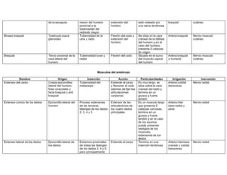 de la escapula           menor del humero         extensión del         está rodeado por         braquial            cutáneo
                                                         proximal a la            hombro                una vaina tendinosa
                                                         tuberosidad del
                                                         redondo mayor
Bíceps braquial                 Tubérculo supra          Tuberosidad de la        Flexión del codo y    Se sitúa en la cara      Arteria braquial    Nervio musculo
                                glenoideo                ulna y radio             extensión del         craneal de la diáfisis                       cutáneo
                                                                                  hombro                del humero y en el
                                                                                                        caso del humano
                                                                                                        presenta 2 cabezas
                                                                                                        de origen
Braquial                        Tercio proximal de la    Tuberosidad lunar y      Flexión del codo      Situada en el surco      Arteria braquial    Nervio musculo
                                cara lateral del         radial                                         del musculo espiral      o humeral           cutáneo
                                humero                                                                  del humero


                                                                       Músculos del antebrazo

           Nombre                        Origen               Inserción                  Acción           Particularidades           Irrigación            Inervación
Extensor del carpo              Cresta epicondilea       Tuberosidad del          Extiende al carpo     Es muy largo, se         Arteria cubital     Nervio radial
                                lateral del humero,      metacarpo                y flexionar el codo   sitúa sobre la cara      transversa
                                fosa coracoides y                                 además de fijar las   craneal del radio y
                                facia braquial y anti                             articulaciones        termina en un
                                braquial                                          carpianas             grueso y fuerte
                                                                                                        tendón
Extensor común de los dedos     Epicondilo lateral del   Proceso extensores       Extensor de las       Es un musculo largo      Arteria inter       Nervio radial
                                humero                   de las terceras          articulaciones de     que presenta 2           ósea radial y
                                                         falanges de los dedos    los cuatro dedos      cabezas carnosas,        ulnar
                                                         2, 3, 4 y 5              principales           termina en un
                                                                                                        grueso y fuerte
                                                                                                        tendón y en el caso
                                                                                                        de los equinos
                                                                                                        puede presentar
                                                                                                        vestigios de los
                                                                                                        músculos
                                                                                                        extensores de los
                                                                                                        dedos
Extensor lateral de los dedos   Epicondilo lateral de    Extremos proximales      Extiende al carpo     Termina en una           Arteria interósea   Nervio radial
                                los dedos                de todas las falanges                          inserción tendinosa      craneal y cubital
                                                         de los dedos 3, 4 y 5,                                                  transversa
                                                         pero principalmente
 