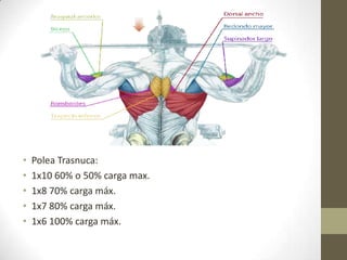 •   Polea Trasnuca:
•   1x10 60% o 50% carga max.
•   1x8 70% carga máx.
•   1x7 80% carga máx.
•   1x6 100% carga máx.
 