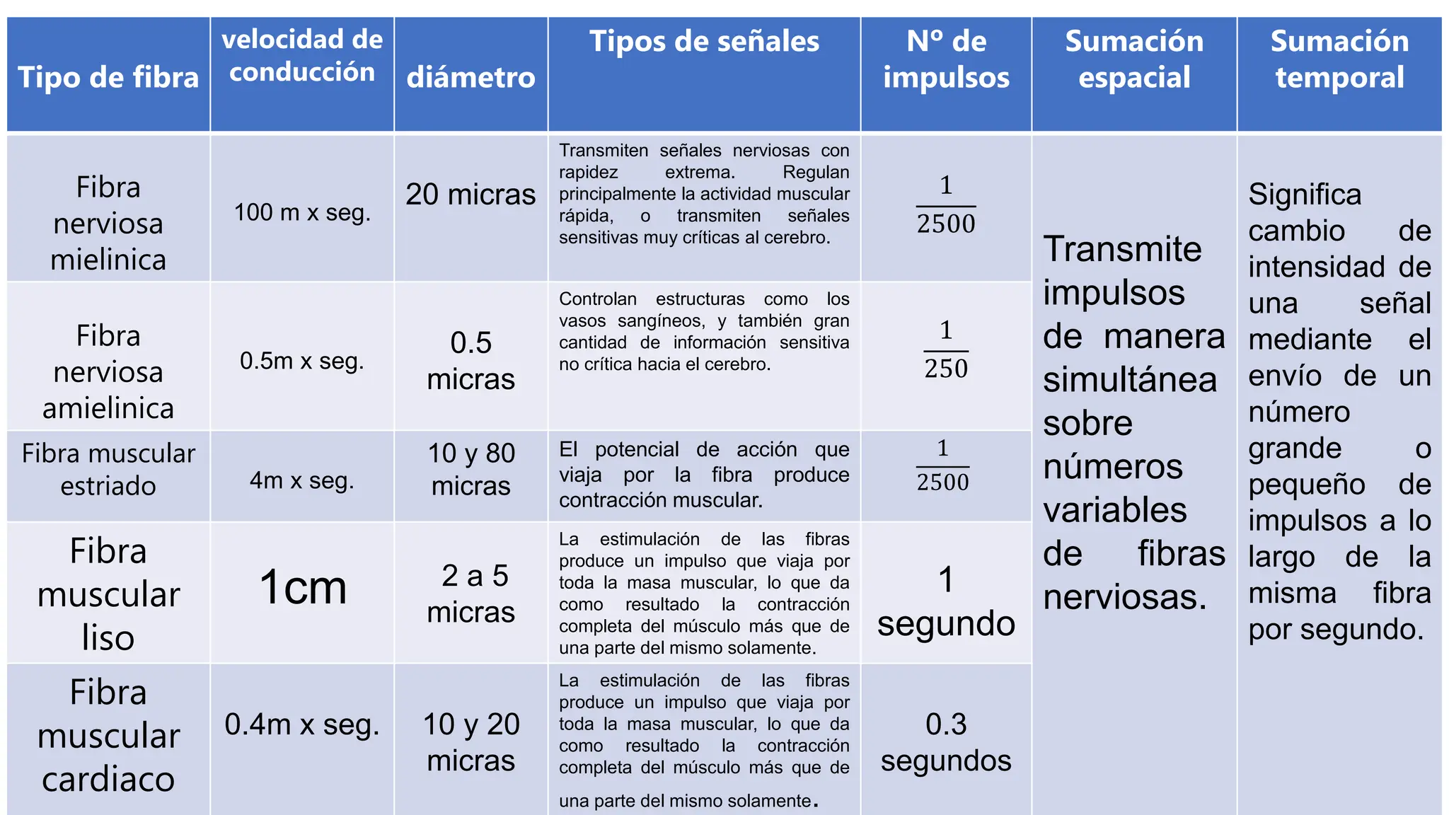 tabla sobre fibras nerviosas y musculares | PPTX