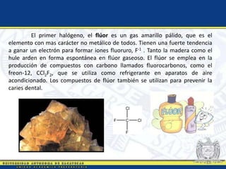 El primer halógeno, el flúor es un gas amarillo pálido, que es el
elemento con mas carácter no metálico de todos. Tienen una fuerte tendencia
a ganar un electrón para formar iones fluoruro, F-1 . Tanto la madera como el
hule arden en forma espontánea en flúor gaseoso. El flúor se emplea en la
producción de compuestos con carbono llamados fluorocarbonos, como el
freon-12, CCl2F2, que se utiliza como refrigerante en aparatos de aire
acondicionado. Los compuestos de flúor también se utilizan para prevenir la
caries dental.
 