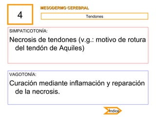4
SIMPATICOTONÍA:
Necrosis de tendones (v.g.: motivo de rotura
del tendón de Aquiles)
VAGOTONÍA:
Curación mediante inflama...
