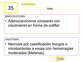 35
SIMPATICOTONÍA:
• Adenocarcinoma compacto con
crecimiento en forma de coliflor.
VAGOTONÍA:
• Necrosis por caseificación...