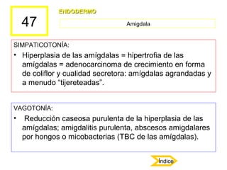 47
SIMPATICOTONÍA:
• Hiperplasia de las amígdalas = hipertrofia de las
amígdalas = adenocarcinoma de crecimiento en forma
...
