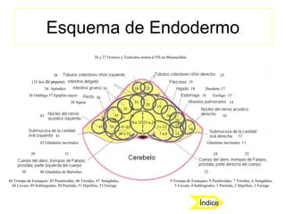 Esquema de Endodermo
26 y 27 Ovarios y Testículos tienen el FH en Mesencéfalo
28 25
29 2431 22
30 23
29 a 32 21 a 24
(33 í...