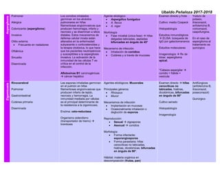 Ubaldo Peñaloza 2017-2018
Aspergilosis
Pulmonar
Alérgica
Colonizante (aspergiloma)
Invasiva
Otitis externa
• Frecuente en nadadores
Oftálmica
Sinusitis
Diseminada
Los conidios inhalados
germinan en los alvéolos
pulmonares en hifas
filamentosas angioinvasivas que
producen hemorragia, infarto y
necrosis y se diseminan a sitios
distales. Estos mecanismos de
defensa celular innata están
alterados en la enfermedad
subyacente o corticosteroides y
la terapia citotóxica, lo que hace
que los pacientes neutropénicos
y susceptibles a la aspergilosis
invasiva. La activación de la
inmunidad de las células T es
crítica en el control de la
infección.
Aflotoxinas B1 carcinogénicas
 cáncer hepático
Agente etiológico:
• Aspergillus fumigatus
• A. flavus
• A. niger
Morfología
• Fase micelial (única fase)  hifas
delgadas tabicadas, septadas
bifurcadas en ángulo de 45°
Mecanismo de infección
• Inhalación de conidios
• Cutánea y a través de mucosas
Examen directo y frote
Cultivo: medio Czapeck
Histopatología
Estudios inmunológicos
 ELISA: búsqueda de
IgG por galactomananos
Estudios moleculares
Imagenología  Rx de
tórax: aspergiloma
apical.
*Cabeza aspergilar 
conidio + fiálide +
vesícula
Yoduro de
potasio,
itraconazol,
anfotericina B,
voriconazol,
caspofungina.
En el caso de
aspergiloma el
tratamiento es
quirúrgico
Zigomicosis
Rinocerebral
Pulmonar
Gastrointestinal
Cutánea primaria
Diseminada
Las esporas inhaladas germinan
en el pulmón en hifas
filamentosas angioinvasivas que
producen infarto de tejido,
necrosis y hemorragia. La
inmunidad mediada por células
es el principal determinante de
la resistencia a la zigomicosis.
Enzima: ceto-reductasa
Organismo sideroferro
(transportador de hierro) 
trombosis
Agentes etiológicos: Mucorales
Principales géneros:
• Rhizopus
• Mucor
Mecanismos de infección
• Implantación en mucosas
• Ocasionalmente inhalación o
deglución de esporas
Reproducción:
• Sexual  zigosporas
• Asexual  conidios
Morfología:
• Forma infectante:
esporangiosporas
• Forma parasitaria: hifas
cenocíticas no tabicadas,
hialinas, dicotómicas, bifurcadas
en ángulo de 90°.
Hábitat: materia orgánica en
descomposición (frutas, pan)
Examen directo  hifas
cenocíticas no
tabicadas, hialinas,
dicotómicas, bifurcadas
en ángulo de 90°
Cultivo seriado
Histopatología
Imagenología
Antifúngicos
(anfotericina B,
itraconazol,
posaconazol)
Quirúrgico
 