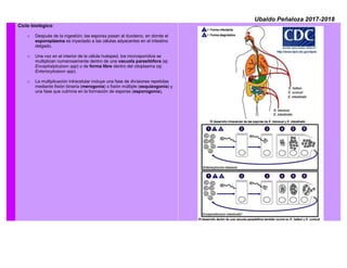 Ubaldo Peñaloza 2017-2018
Ciclo biológico:
o Después de la ingestión, las esporas pasan al duodeno, en donde el
esporoplasma es inyectado a las células adyacentes en el intestino
delgado.
o Una vez en el interior de la célula huésped, los microsporidios se
multiplican numerosamente dentro de una vacuola parasitófora (ej:
Encephalytozoon spp) o de forma libre dentro del citoplasma (ej:
Enterocytozoon spp).
o La multiplicación intracelular incluye una fase de divisiones repetidas
mediante fisión binaria (merogonia) o fisión múltiple (esquizogonia) y
una fase que culmina en la formación de esporas (esporogonia).
 