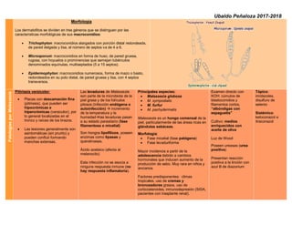 Ubaldo Peñaloza 2017-2018
Morfología
Los dermatofitos se dividen en tres géneros que se distinguen por las
características morfológicas de sus macroconidios:
• Trichophyton: macroconidios alargados con porción distal redondeada,
de pared delgada y lisa, el número de septos va de 4 a 6.
• Microsporum: macroconidios en forma de huso, de pared gruesa,
rugosa, con hoyuelos o prominencias que semejan tubérculos
denominados equínulas, multiseptados (5 a 15 septos).
• Epidermophyton: macroconidios numerosos, forma de mazo o basto,
redondeados en su polo distal, de pared gruesa y lisa, con 4 septos
transversos.
Patologías
por
Malassezia
Pitiriasis versicolor:
• Placas con descamación fina
(pitiriasis), que pueden ser
hipocrómicas e
hipercrómicas (versicolor), por
lo general localizadas en el
tronco y raíces de los brazos.
• Las lesiones generalmente son
asintomáticas (sin prurito) y
pueden confluir formando
manchas extensas.
Las levaduras de Malassezia
son parte de la microbiota de la
piel grasa y de los folículos
pilosos (infección endógena o
autoinfección)  incremento
de la temperatura y la
humedadlas levaduras pasan
a su estado parasitario (fase
filamentosa o micelial)
Son hongos lipofílicos, poseen
enzimas como lipasas y
queratinasas.
Ácido azelaico (afecta al
melanocito)
Esta infección no se asocia a
ninguna respuesta inmune (no
hay respuesta inflamatoria).
Principales especies:
• Malassezia globosa
• M. sympodialis
• M. furfur
• M. pachydermatis
Malassezia es un hongo comensal de la
piel, particularmente de las áreas ricas en
glándulas sebáceas.
Morfología:
• Fase micelial (fase patógena)
• Fase levaduriforme
Mayor incidencia a partir de la
adolescencia debido a cambios
hormonales que inducen aumento de la
producción de sebo. Muy rara en niños y
ancianos.
Factores predisponentes: climas
tropicales, uso de cremas y
bronceadores grasos, uso de
corticosteroides, inmunodepresión (SIDA,
pacientes con trasplante renal).
Examen directo con
KOH: cúmulos de
blastoconidios y
filamentos cortos,
“albóndigas con
espaguetis”
Cultivo: medios
enriquecidos con
aceite de oliva
Luz de Wood
Poseen ureasas (urea
positiva)
Presentan reacción
positiva a la tinción con
azul B de diazonium
Tópico:
imidazoles,
disulfuro de
selenio
Sistémico:
ketoconazol e
itraconazol
 