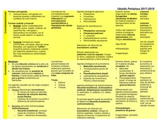 Ubaldo Peñaloza 2017-2018
Cromoblastomicosis
Formas verrugosas:
• Lesiones secas, verrugosas con
escamas gruesas y adherentes con
puntilleos de color marrón.
Formas nodular y tumoral:
• Nodular: lesión moderadamente
elevada, suave, rosada, violácea, de
superficie lisa, verrugosa o
descamativa con exudado, con el
tiempo puede adquirir un aspecto
tumoral.
• Tumoral: formada por masas
prominentes, verrugosa, algunas veces
lobuladas, con aspecto de “coliflor”.
Superficie parcial o totalmente cubierta
por desechos epidérmicos y costras.
Son más evidentes en extremidades
inferiores.
Las lesiones de
cromoblastomicosis
muestran una respuesta
inflamatoria con
microabscesos
queratinolíticos e
hiperplasia de células
epiteliales.
Agentes etiológicos (géneros):
• Phialophora
• Fonsecaea
• Cladosporium
• Rhinocladiella
Especies de importancia en
México
• Phialophora verrucosa
• Fonsecaea pedrosoi
• F. compacta
• Cladophialophora carrionii
• Rhinocladiella aquaspersa
Mecanismo de infección por
traumatismo cutáneo.
Micosis relacionada con
población rural sin zapatos: hongos
en tierra, vegetación putrefacta, madera
en descomposición y tierra boscosa.
Examen directo:
observación de células
fumagoides
(esclerotes de Medlar)
en material costroso o
hemopurulento de las
lesiones.
Cultivo del material en
medios micológicos
observando colonias
pigmentadas (son
hongos dematiáceos)
Agar Borelli
Histopatología
Imagenología
Lesiones
iniciales:
escisión
quirúrgica
Lesiones
crónicas: 5-
fluorocitosina,
itraconazol o
terbinafina por
tiempo
prolongado
Uso de calzado
en campesinos,
utilización de
guantes para
manejo de
madera.
Eumicetoma
Micetoma:
• Es una infección crónica de la piel y de
los tejidos subyacentes con tendencia a
afectar los huesos.
• Se caracteriza por un aumento de
volumen relativamente indoloro y
fístulas a través de las cuales se elimina
pus y granos constituidos por
filamentos.
Los agentes causales son de origen exógeno
y pueden ser:
• Hongos filamentosos (eumicetoma)
o El número de casos es reducido.
o Aumento de volumen discreto,
pocas fístulas.
o Lesiones de evolución muy lenta a
diferencia del actinomicetoma.
• Bacterias del orden Actinomicetales
(actinomicetoma).
o Nocardia brasiliensis: principal
causa de micetoma en México.
o Gram +, filamentos arrosariados.
Las lesiones
granulomatosas del
micetoma contienen
esclerocios (gránulos,
granos) que consisten en
una masa compacta de
hifas.
Triada:
• Edema
• Granos
• Fístulas
Agentes etiológicos de eumicetoma:
• Madurella mycetomatis
• Trematosphaeria grisea (M.
grisea)
• Pseudoallescheria boydii
• Leptosphaeria senegalensis
• Especies de Acremonium,
Phoma y Pyrenochaeta
Agentes etiológicos de actinomicetoma:
Nocardia brasiliensis, Actinomadura
madurae, Streptomyces somaliensis,
N. asteroides, A. pelletieri y N. otitidis-
caviarum.
El principal agente causal de micetoma
en México es Nocardia brasiliensis
(actinomicetoma).
Mecanismo de infección por
traumatismo cutáneo. Hongos en
detritus vegetales, madera, plantas y
espinas de acacias  predominio en
miembros inferiores.
Examen directo: granos
en muestras de pus,
exudados, etc.
• Madurella
mycetomatis 
hongo dematiáceo
(granos negros)
• Pseudoallescheria
boydii  hongo de
filamentos hialinos
(granos blancos)
Diferenciación con
agentes actinomicetales
por pruebas fisiológicas:
hidrólisis de caseína,
crecimiento en gelatina,
asimilación de tirosina y
xantina.
Histopatología:
presencia de granos
Imagenología: periostitis
y osteólisis
En micetoma
eumicótico el
tratamiento con
itraconazol y
anfotericina B es
poco efectivo
Tratamiento
quirúrgico en
caso de pérdida
anatómica y
funcional del
miembro
afectado
Mejorar las
condiciones de
vida y, en medio
rural, uso de
calzado cerrado.
 