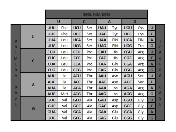 Tabla universal del c digo gen tico
