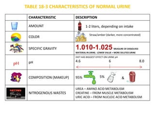 CHARACTERISTIC DESCRIPTION
AMOUNT
COLOR
SPECIFIC GRAVITY 1.010-1.025 MEASURE OF DISSOLVED
MATERIAL IN URINE. LOWER VALUE = MORE DILUTED URINE
pH pH
DIET HAS BIGGEST EFFECT ON URINE pH
4.6 6 8.0
COMPOSITION (MAKEUP) 95%
NITROGENOUS WASTES
UREA – AMINO ACID METABOLISM
CREATINE – FROM MUSCLE METABOLISM
URIC ACID – FROM NUCLEIC ACID METABOLISM
1-2 liters, depending on intake
Straw/amber (darker, more concentrated)
5% &
TABLE 18-3 CHARACTERISTICS OF NORMAL URINE