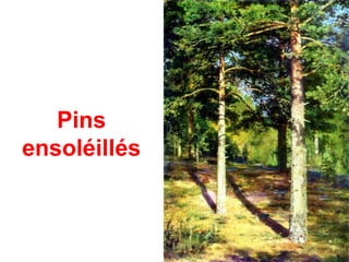 Pins
ensoléillés
 