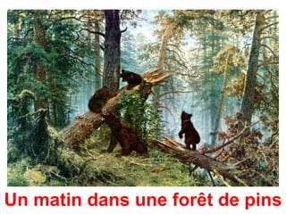 Un matin dans une forêt de pins
 