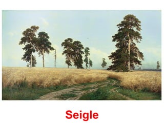 Seigle
 