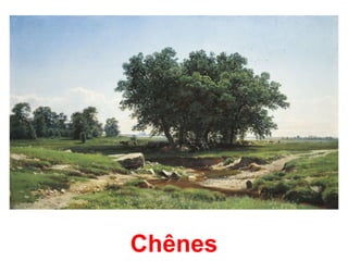 Chênes
 