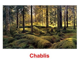 Chablis
 